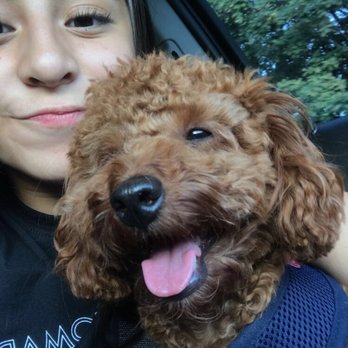 Idaho Jewels Poodles - Bruno - Pet Breeders Near Me Idaho Jewels Poodles - Bruno - Pet Breeders Near Me