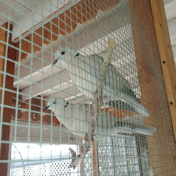 The Loose Caboose - Birds!! - Nurseries & Gardening Near Me - Santa Paula, California The Loose Caboose - Birds!! - Nurseries & Gardening Near Me - Santa Paula, California