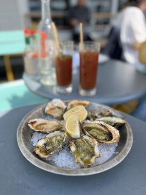Hog Island Larkspur by null