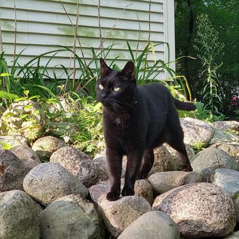 All Creatures Pet Sitting Service - Pet Sitting Near Me - Wisconsin Rapids, Wisconsin All Creatures Pet Sitting Service - Pet Sitting Near Me - Wisconsin Rapids, Wisconsin