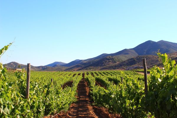 Envero en el Valle by null