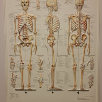 Khoshrou Daryoush, MD - Skeletal system pic inside office - Family Practice Near Me - Santa Ana, California Khoshrou Daryoush, MD - Skeletal system pic inside office - Family Practice Near Me - Santa Ana, California