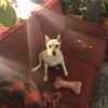 Strasse Dog gift card