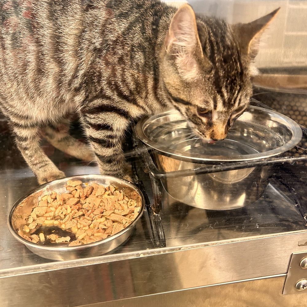 PetSmart - So sweet lunch time - Pet Stores Near Me - Yorba Linda, California
