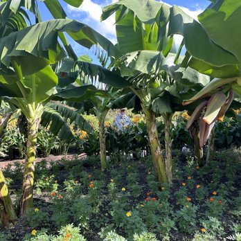 San Antonio Botanical Garden - A beautiful garden with banana trees - Botanical Gardens Near Me - San Antonio, Texas