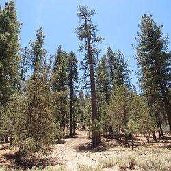 Sky Ranch in Big Bear - Camping area