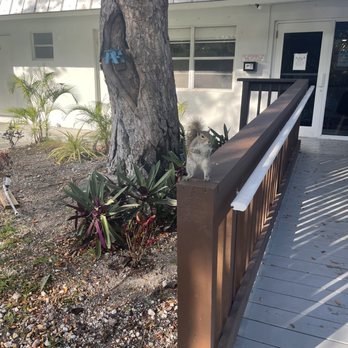 Drift Hotel - Friendly squirrel - Hotels Near Me - Key Largo, Florida
