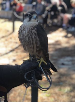 The Avian Conservation Center & Center for Birds of Prey by null