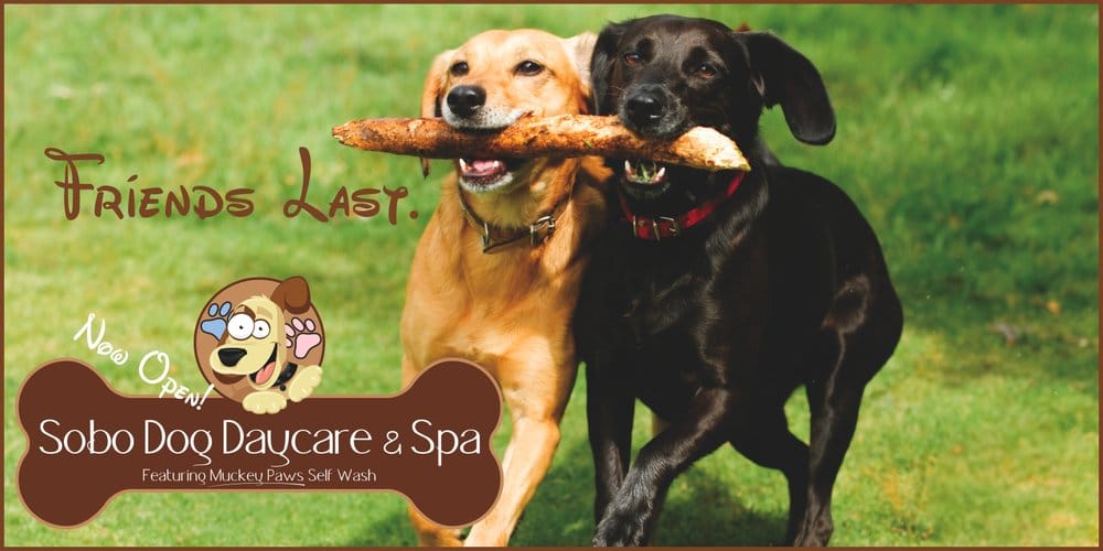 SOBO DOG DAY CARE Updated September 2024 37 Reviews 1624 Beason