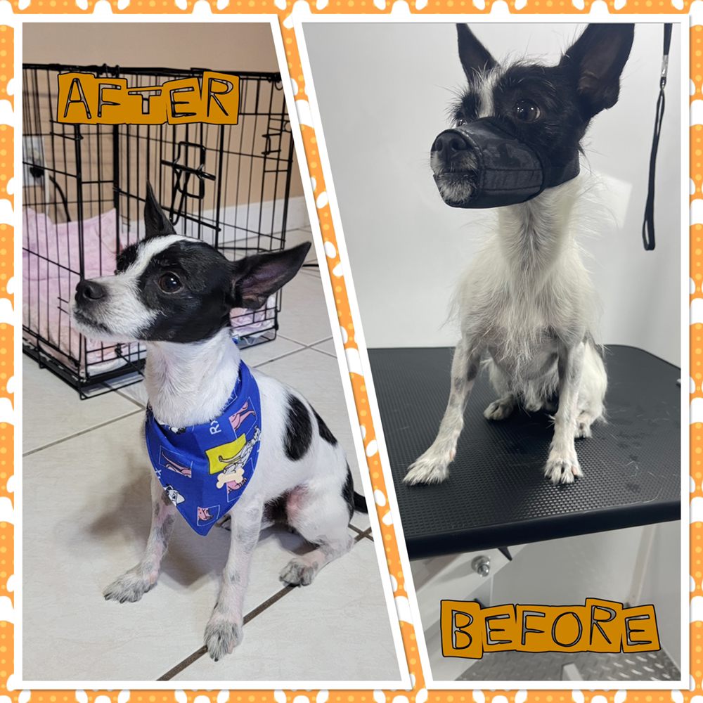 CUTE PAWS GROOMING Updated September 2024 15 Photos West Palm Beach, Florida Pet