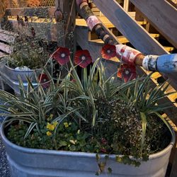 JP's On The Wharf - Beautiful plants