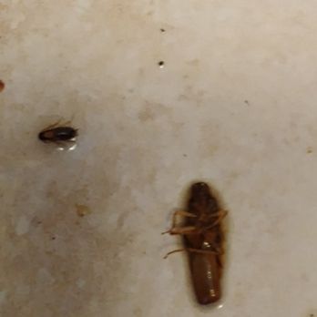 B-Prime - Female German cockroach with oothecae (egg sack) - Pest Control Near Me B-Prime - Female German cockroach with oothecae (egg sack) - Pest Control Near Me