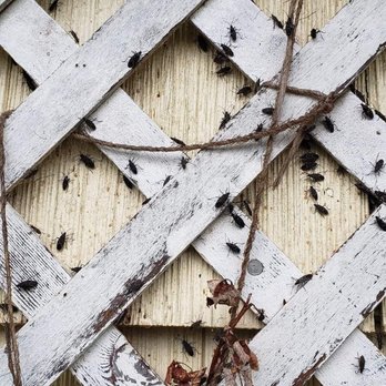 Victory Pest Control Lane County - Pest Control Near Me Victory Pest Control Lane County - Pest Control Near Me