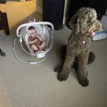 The Dood Ranch - My beautiful dog we got from Elyse. My dogs name is Hershee, amber eyes, and loves to watch tv with my newborn. - Pet Breeders Near Me The Dood Ranch - My beautiful dog we got from Elyse. My dogs name is Hershee, amber eyes, and loves to watch tv with my newborn. - Pet Breeders Near Me