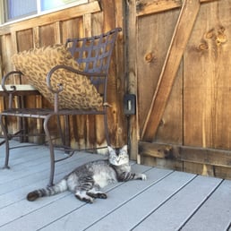 Lucy the cat!