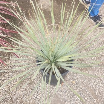 Maria’s Garden Center - Nurseries & Gardening Near Me - Carson, California