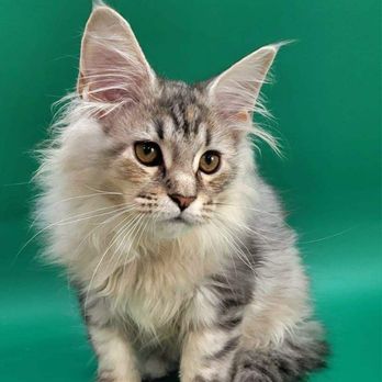 Fluffy and Adorable - Pet Breeders Near Me - Cranston, Rhode Island