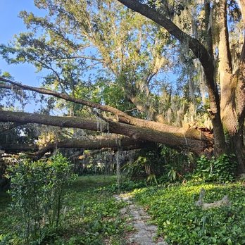 Mancuso Tree Service - Tree on house - Tree Services Near Me - Longwood, Florida Mancuso Tree Service - Tree on house - Tree Services Near Me - Longwood, Florida