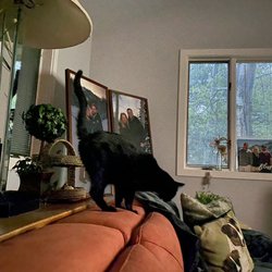 Park City Mobile Vet - Happy kitty