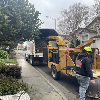 Castillo Tree Service - Professional, quick and efficiency for clean up the trees branches. - Tree Services Near Me - Hayward, California