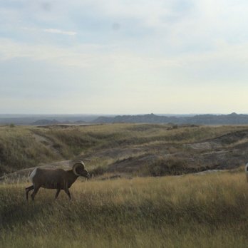 Badlands National Park - Bighorn sheep - Parks Near Me - Interior, South Dakota Badlands National Park - Bighorn sheep - Parks Near Me - Interior, South Dakota