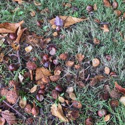 Orange Holiday - Autumn to winter in Vancouver Canada