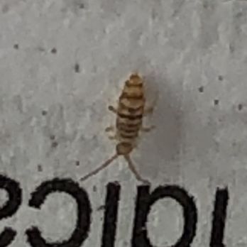 Amber Ridge Apartments - Termite Infestations and Carpet Beetle/ Bed Bugs - Apartments Near Me - La Verne, California