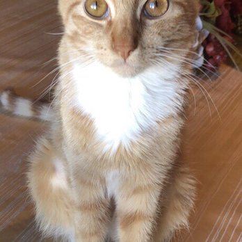 Rocky Mountain Feline Rescue - Animal Shelters Near Me - Denver, Colorado Rocky Mountain Feline Rescue - Animal Shelters Near Me - Denver, Colorado