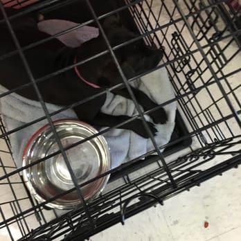 Petco - Pet Stores Near Me - St Charles, Illinois