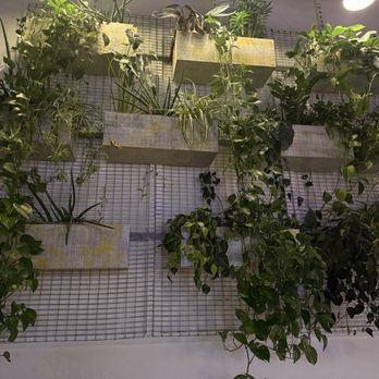 Arcadia - beautiful plant wall - Arcades Near Me - PORTLAND, Maine