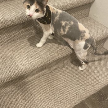 Jasmine Pet Grooming - Lucy - Pet Groomers Near Me - Brea, California