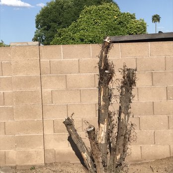 Arbor Care Tree Service - Back yard stump - Tree Services Near Me Arbor Care Tree Service - Back yard stump - Tree Services Near Me