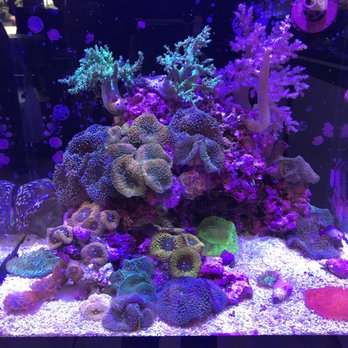 Amazing Aquariums & Reefs - One of Ali's specialty nanos - Aquarium Services Near Me - Orange, California Amazing Aquariums & Reefs - One of Ali's specialty nanos - Aquarium Services Near Me - Orange, California