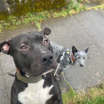 Pawsitively Paws - Dog Walkers Near Me - Ridgefield, Washington Pawsitively Paws - Dog Walkers Near Me - Ridgefield, Washington