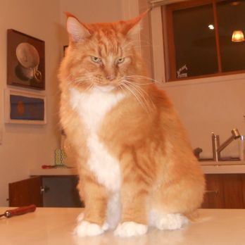 The Pet Maven - Biggie Smalls, 25lb Maine Coon cat. - Pet Sitting Near Me - New York, New York The Pet Maven - Biggie Smalls, 25lb Maine Coon cat. - Pet Sitting Near Me - New York, New York