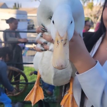 Itty Bitty Mobile Petting Zoo - Petting Zoos Near Me Itty Bitty Mobile Petting Zoo - Petting Zoos Near Me