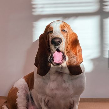 Paw by Paw - Pet Training Near Me Paw by Paw - Pet Training Near Me