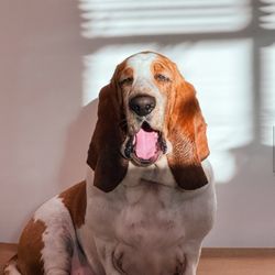 Paw by Paw