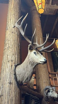 Lake McDonald Lodge by null