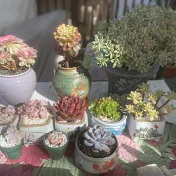Four Seasons Succulents - Nurseries & Gardening Near Me - San Leandro, California Four Seasons Succulents - Nurseries & Gardening Near Me - San Leandro, California