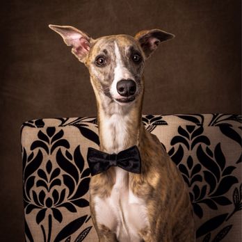 Good Doggy Photography - Pet Photography Near Me
