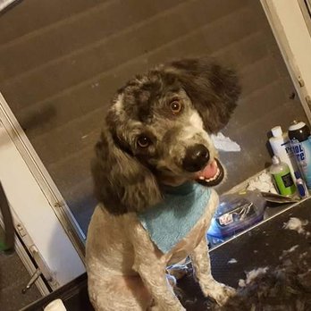 Bubbly Bows Pet Salon - Espanola esta manana - Pet Groomers Near Me - Apopka, Florida Bubbly Bows Pet Salon - Espanola esta manana - Pet Groomers Near Me - Apopka, Florida