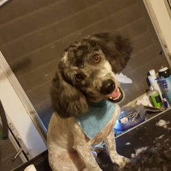 Bubbly Bows Pet Salon - Espanola esta manana