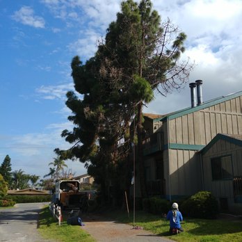 Bishop's Tree Service - undefined - Tree Services Near Me