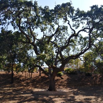 Lugo's Expert Tree Service - See through the beauty of nature. LUGO'S EXPERT TREE SERVICE. LOS ALTOS HILLS - Tree Services Near Me Lugo's Expert Tree Service - See through the beauty of nature. LUGO'S EXPERT TREE SERVICE. LOS ALTOS HILLS - Tree Services Near Me