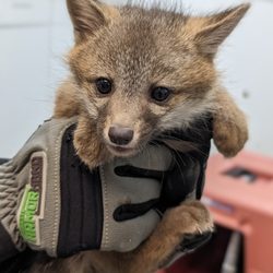 Creature Catchers Wildlife Management - Quadruple Trouble! A customer called hearing noises in their wall throughout the night. I removed four baby Grey Foxes!