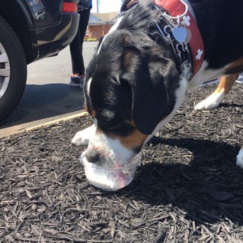Nathan's Dairy Bar - Free Ice Cream Treat for your pup! - Ice Cream & Frozen Yogurt Near Me - Manassas, Virginia Nathan's Dairy Bar - Free Ice Cream Treat for your pup! - Ice Cream & Frozen Yogurt Near Me - Manassas, Virginia