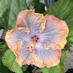 Wagner Flowers & Greenhouse