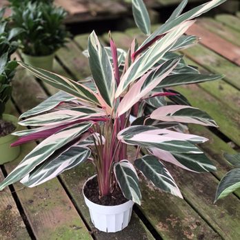 Foothill Nursery - Tricolor Stromanthe - Nurseries & Gardening Near Me - Sylmar, California