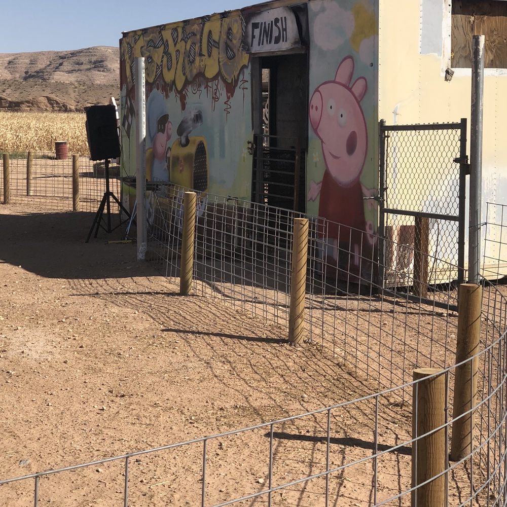 Moapa Valley Cornmaze - Waiting for the little piggies - Attraction Farms Near Me - Logandale, Nevada